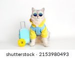 White cat in a blue sweatshirt and sunglasses, sits with a suitcase on a white background