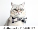 Small photo of Funny white cat in a gray bow tie and glasses, on white background .