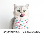A adorable white cat, licks its muzzle with its tongue, sits on a white background with a bib in hearts.