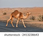 Camel with desert natural...