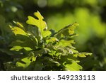 Post Oak  Quercus Stellata ...