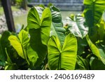 Close up of beauty of the green natural leaves with heart pattern glow bright in the morning sun, The texture of a Philodendron in Thailand parks for refreshing wallpaper
