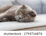 A Large Grey British Cat Is...