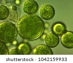 Unicellular green algae with large cells.
