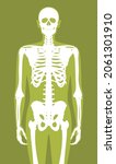 vector anatomical human body... | Shutterstock .eps vector #2061301910