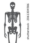 vector human anatomy skeleton... | Shutterstock .eps vector #2061304586