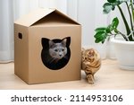Russian Blue Cat In A Cardboard ...