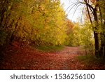 autumn scene, the fallen leaves on the ground on the road in the forest