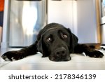 Small photo of Black Labrador dog that is overwhelmed by the heat. This dog is lying on white tiles with nostalgia and tireness in a kitchen. Concept of nostalgia and wave to the soul.