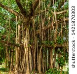 Banyan Or Banian Is A Fig That...
