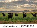 Herd Of Black Angus Cattle In...
