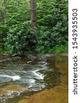 Small photo of Rhododendron Thicket along Stream at Dingmans Falls State Park. Destination Delaware Water Gap National Recreation Area in Pennsylvania