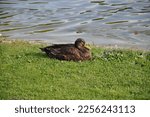 A Female Mallard Duck Lays In...