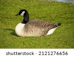 A Black And White Canada Goose...