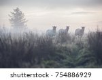 3 Sheep In A Field At Dawn As...