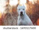 Portrait Of A White Dog Puppy...