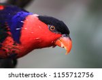 The Parrot Black Capped Lory ....