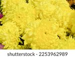 Beautiful Flowers Of Yellow...
