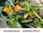 View From Above Of Ornithogalum ...