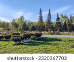 Small photo of Nursery with amazing coniferous with clod of a earth in Odincovo district. next to Rublevka road include white fir . Some trees are secured by ropes.