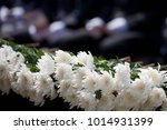 White Chrysanthemum For Korean...