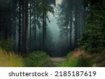 The trail in the misty forest. Misty forest trail. Trail in misty forest. Forest mist trail. Misty forest landscape