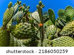 Cactus Thorns Close Up. Cacti...