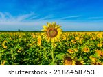 Sunflower in the field of...