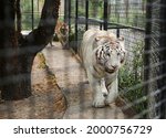 Close up of rare white fluffy Bengal tiger walking in a cage in the zoo. Happy 2022 New Year symbol. Endangered carnivore species and animal rescue. Big cat. 