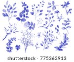watercolor botanical collection.... | Shutterstock . vector #775362913