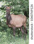 Small photo of Cow elk photographed during the fall rul