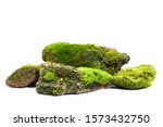 Moss green on rock, white background.