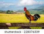 Rooster Crowing On The Wooden...