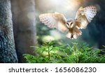 Hunting Barn Owl In Flight. ...