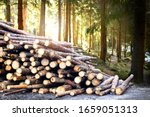 Log trunks pile, the logging timber forest wood industry. Wooden trunks timber harvesting.