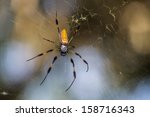 Big Spider  Big Web