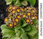 Flowering Red Yellow Primula...