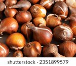 Group of tulip bulbs, close up view. Concept of gardening and growing ornamental plants