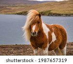 A Brown And White Shetland Pony ...