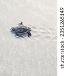 Small photo of Green sea turtle Chelonia mydas hatchling crawling in wet sand on Bay Canh Island in Con Dao Archipelago beach after hatching and craving for the Ocean