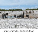 Small photo of Herd of African bush elephants led by matriarch on their way from Olifantsbad waterhole in Etosha National park in Namibia under the scorching sun of dry season