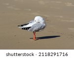 An Australian Silver Gull ...