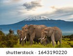 Elephants In The Amboseli And...