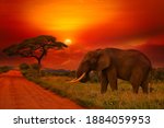 Beautiful pictures of Africa sunset and sunrise with elephant