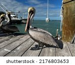 A Pelican On A Dock In Florida.