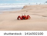 Red Crab On Beach  Close Up ...
