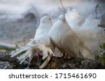 White Beautiful Pigeons  Dove...