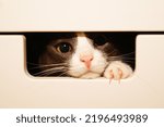 Small photo of Curious little cat climbed into the laundry box. Peeks out of a crevice in a drawer. High quality photo