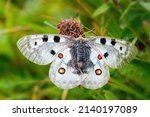 Apollo butterfly (Parnassius apollo) resting in the grass with open wings. White butterfly decorated with large black spots and red eye spots in the natural environment.