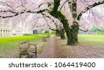 Cherry Blossoms  University Of...